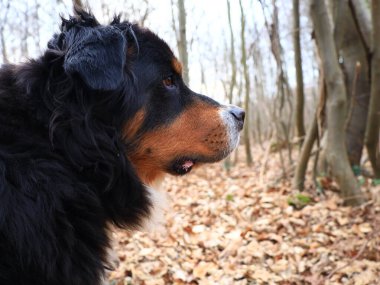 Bernese Dağ Köpeği, İsviçre 'nin Bern kentinde yaşayan büyük bir köpek cinsidir.,