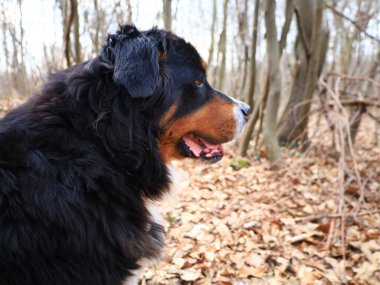 Bernese Dağ Köpeği, İsviçre 'nin Bern kentinde yaşayan büyük bir köpek cinsidir.,