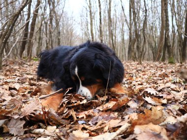 Bernese Dağ Köpeği, İsviçre 'nin Bern kentinde yaşayan büyük bir köpek cinsidir.,