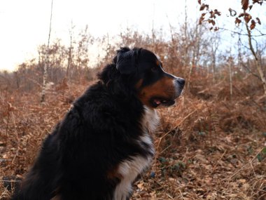 Bernese Dağ Köpeği, İsviçre 'nin Bern kentinde yaşayan büyük bir köpek cinsidir.,