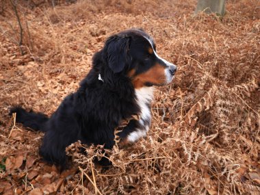 Bernese Dağ Köpeği, İsviçre 'nin Bern kentinde yaşayan büyük bir köpek cinsidir.,