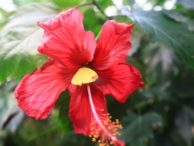 La Orotava 'nın İklimlendirme Bahçesi' ndeki bitkilerin manzarası Tenerife Kanarya Adası 'ndaki Puerto de la Cruz' da bulunan bir botanik bahçesidir.