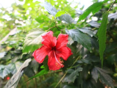 Honfleur 'da, kapalı ve klimalı Naturospace kuşların ve tropikal kelebeklerin özgürce uçtuğu Amazon biyografisinde inanılmaz bir yolculuk sunuyor..