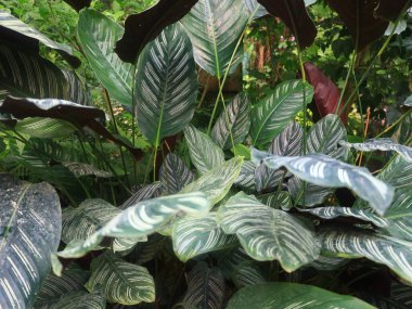 Honfleur 'da, kapalı ve klimalı Naturospace kuşların ve tropikal kelebeklerin özgürce uçtuğu Amazon biyografisinde inanılmaz bir yolculuk sunuyor..