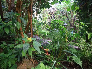 Honfleur 'da, kapalı ve klimalı Naturospace kuşların ve tropikal kelebeklerin özgürce uçtuğu Amazon biyografisinde inanılmaz bir yolculuk sunuyor..