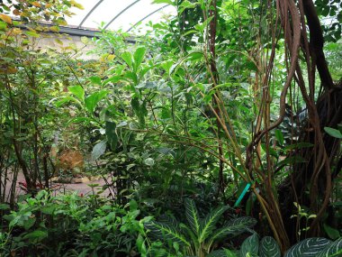 Honfleur 'da, kapalı ve klimalı Naturospace kuşların ve tropikal kelebeklerin özgürce uçtuğu Amazon biyografisinde inanılmaz bir yolculuk sunuyor..