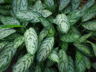 Honfleur 'da, kapalı ve klimalı Naturospace kuşların ve tropikal kelebeklerin özgürce uçtuğu Amazon biyografisinde inanılmaz bir yolculuk sunuyor..