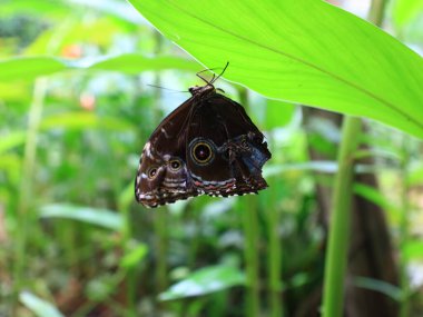 Honfleur 'da, kapalı ve klimalı Naturospace kuşların ve tropikal kelebeklerin özgürce uçtuğu Amazon biyografisinde inanılmaz bir yolculuk sunuyor..