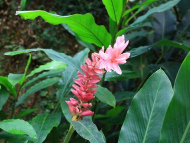 Honfleur 'da, kapalı ve klimalı Naturospace kuşların ve tropikal kelebeklerin özgürce uçtuğu Amazon biyografisinde inanılmaz bir yolculuk sunuyor..