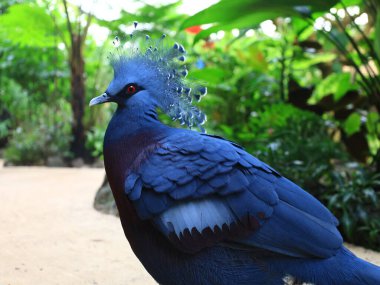 Honfleur 'da, kapalı ve klimalı Naturospace kuşların ve tropikal kelebeklerin özgürce uçtuğu Amazon biyografisinde inanılmaz bir yolculuk sunuyor..