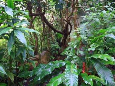 Honfleur 'da, kapalı ve klimalı Naturospace kuşların ve tropikal kelebeklerin özgürce uçtuğu Amazon biyografisinde inanılmaz bir yolculuk sunuyor..