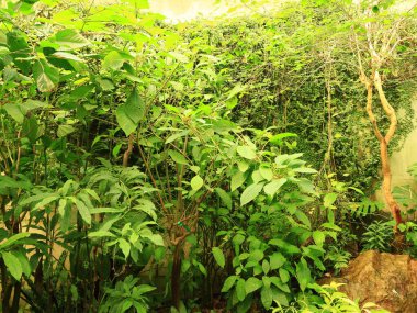 Honfleur 'da, kapalı ve klimalı Naturospace kuşların ve tropikal kelebeklerin özgürce uçtuğu Amazon biyografisinde inanılmaz bir yolculuk sunuyor..