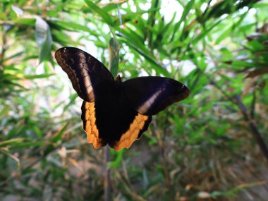 Kuyruk-Lez-Yveline 'deki Kelebek Serasında Kelebek Görünümü