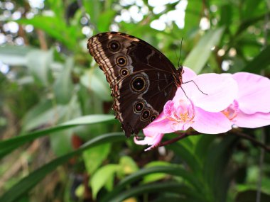 Kuyruk-Lez-Yveline 'deki Kelebek Serasında Kelebek Görünümü