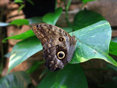 Kuyruk-Lez-Yveline 'deki Kelebek Serasında Kelebek Görünümü