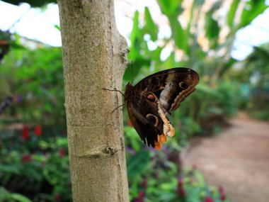 Kuyruk-Lez-Yveline 'deki Kelebek Serasında Kelebek Görünümü