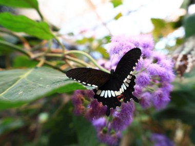 Kuyruk-Lez-Yveline 'deki Kelebek Serasında Kelebek Görünümü