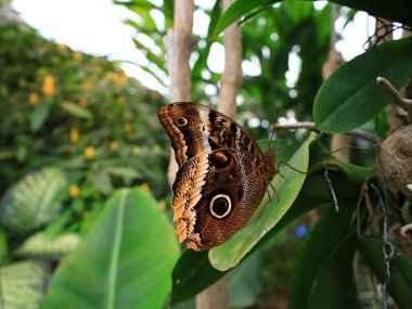 Kuyruk-Lez-Yveline 'deki Kelebek Serasında Kelebek Görünümü