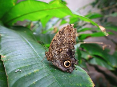 Kuyruk-Lez-Yveline 'deki Kelebek Serasında Kelebek Görünümü