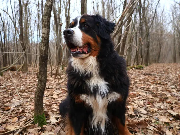 Bernese Dağ Köpeği, İsviçre 'nin Bern kentinde yaşayan büyük bir köpek cinsidir.,
