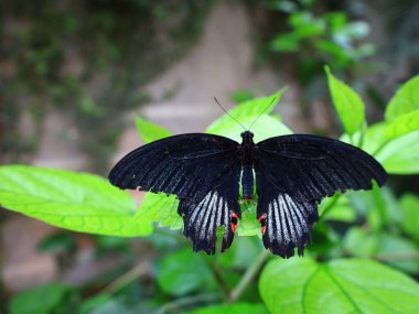 Kuyruk-Lez-Yveline 'deki Kelebek Serasında Kelebek Görünümü