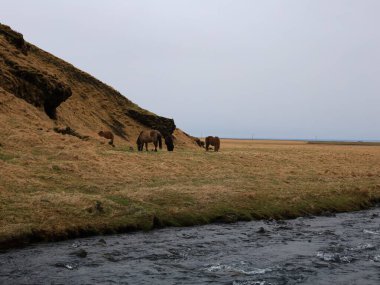 İzlanda 'nın güneyindeki Kvernufoss Kanyonu' na bakın.