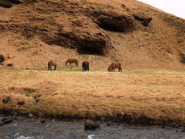 İzlanda 'nın güneyindeki Kvernufoss Kanyonu' na bakın.