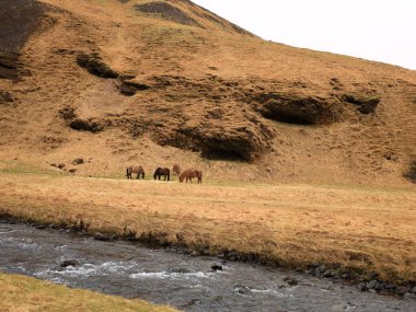 İzlanda 'nın güneyindeki Kvernufoss Kanyonu' na bakın.