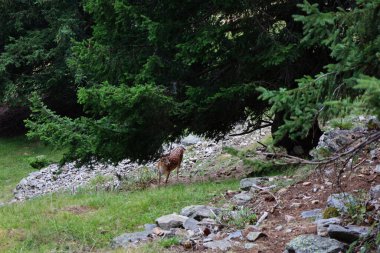 Merlet Hayvan Parkı, Fransa 'nın Haute-Savoie eyaletinin Chamonix Vadisi' nde yer alan bir hayvanat bahçesi..