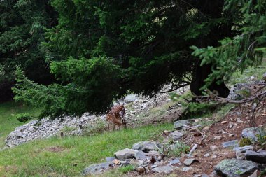 Merlet Hayvan Parkı, Fransa 'nın Haute-Savoie eyaletinin Chamonix Vadisi' nde yer alan bir hayvanat bahçesi..