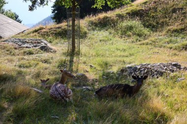 Merlet Hayvan Parkı, Fransa 'nın Haute-Savoie eyaletinin Chamonix Vadisi' nde yer alan bir hayvanat bahçesi..