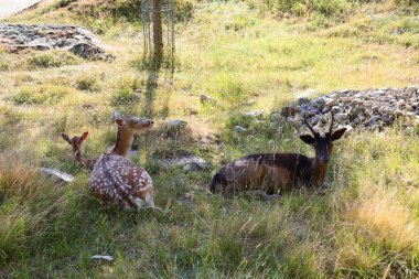 Merlet Hayvan Parkı, Fransa 'nın Haute-Savoie eyaletinin Chamonix Vadisi' nde yer alan bir hayvanat bahçesi..