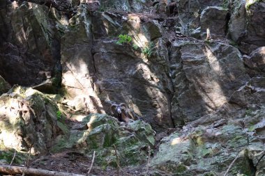 Merlet Hayvan Parkı, Fransa 'nın Haute-Savoie eyaletinin Chamonix Vadisi' nde yer alan bir hayvanat bahçesi..