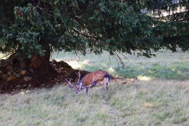 Merlet Hayvan Parkı, Fransa 'nın Haute-Savoie eyaletinin Chamonix Vadisi' nde yer alan bir hayvanat bahçesi..