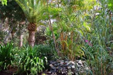 Fuerteventura Oasis Park Fuerteventura, Fuerteventura adasındaki tek zoolojik ve botanik parktır.