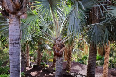 Fuerteventura Oasis Park Fuerteventura, Fuerteventura adasındaki tek zoolojik ve botanik parktır.