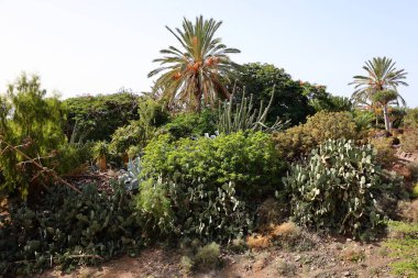 Fuerteventura Oasis Park Fuerteventura, Fuerteventura adasındaki tek zoolojik ve botanik parktır.