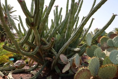 Fuerteventura Oasis Park Fuerteventura, Fuerteventura adasındaki tek zoolojik ve botanik parktır.