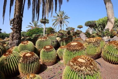 Fuerteventura Oasis Park Fuerteventura, Fuerteventura adasındaki tek zoolojik ve botanik parktır.