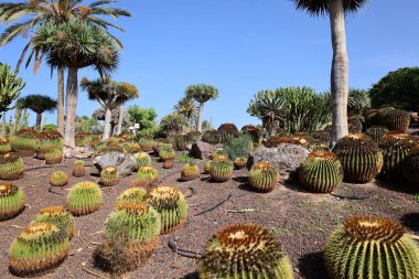 Fuerteventura Oasis Park Fuerteventura, Fuerteventura adasındaki tek zoolojik ve botanik parktır.