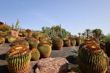 Fuerteventura Oasis Park Fuerteventura, Fuerteventura adasındaki tek zoolojik ve botanik parktır.