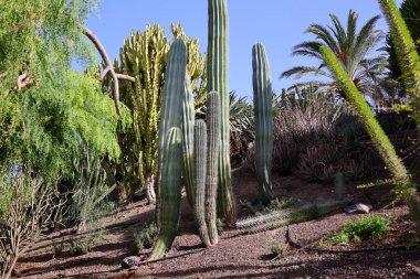 Fuerteventura Oasis Park Fuerteventura, Fuerteventura adasındaki tek zoolojik ve botanik parktır.