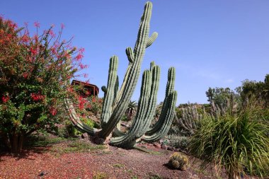 Fuerteventura Oasis Park Fuerteventura, Fuerteventura adasındaki tek zoolojik ve botanik parktır.