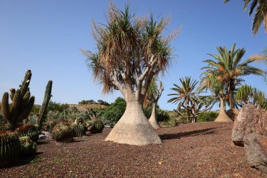 Fuerteventura Oasis Park Fuerteventura, Fuerteventura adasındaki tek zoolojik ve botanik parktır.