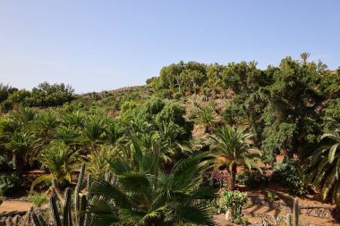 Fuerteventura Oasis Park Fuerteventura, Fuerteventura adasındaki tek zoolojik ve botanik parktır.