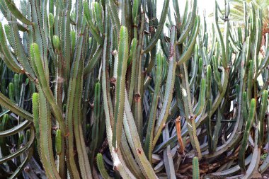 Fuerteventura Oasis Park Fuerteventura, Fuerteventura adasındaki tek zoolojik ve botanik parktır.