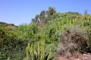Fuerteventura Oasis Park Fuerteventura, Fuerteventura adasındaki tek zoolojik ve botanik parktır.