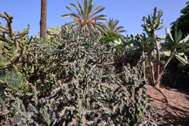 Fuerteventura Oasis Park Fuerteventura, Fuerteventura adasındaki tek zoolojik ve botanik parktır.