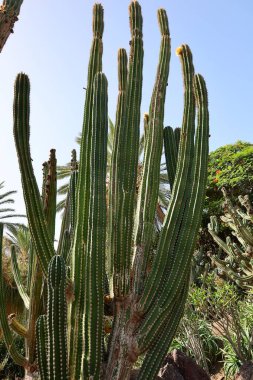 Fuerteventura Oasis Park Fuerteventura, Fuerteventura adasındaki tek zoolojik ve botanik parktır.