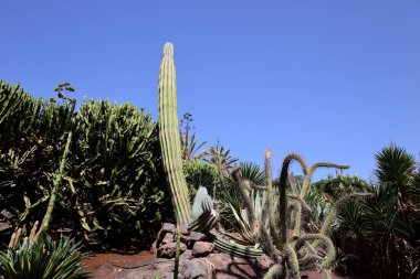 Fuerteventura Oasis Park Fuerteventura, Fuerteventura adasındaki tek zoolojik ve botanik parktır.